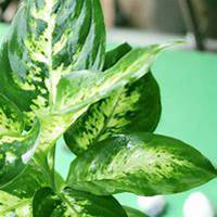 唯美好看万年青微信头像