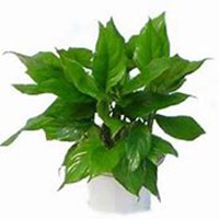 唯美好看万年青微信头像