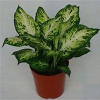 唯美好看万年青微信头像