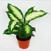 唯美好看万年青微信头像