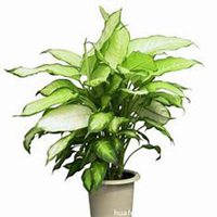 唯美好看万年青微信头像