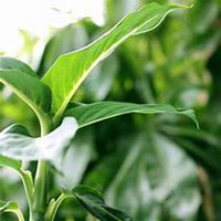 唯美好看万年青微信头像