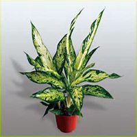 唯美好看万年青微信头像