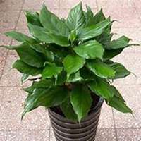 唯美好看万年青微信头像