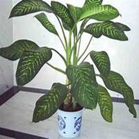 唯美好看万年青微信头像