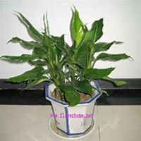 唯美好看万年青微信头像