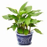 唯美好看万年青微信头像