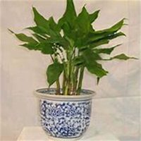 唯美好看万年青微信头像