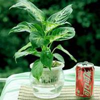 唯美好看万年青微信头像