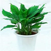 唯美好看万年青微信头像