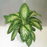 唯美好看万年青微信头像