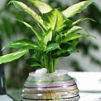 唯美好看万年青微信头像