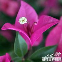 唯美好看三角梅微信头像