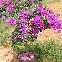 唯美好看三角梅微信头像