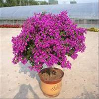 唯美好看三角梅微信头像