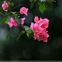 唯美好看三角梅微信头像