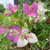 唯美好看三角梅微信头像