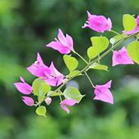 唯美好看三角梅微信头像