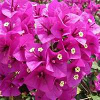 唯美好看三角梅微信头像