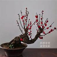 唯美好看三角梅微信头像