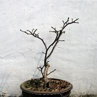 唯美好看三角梅微信头像