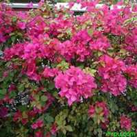 唯美好看三角梅微信头像