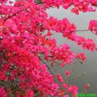 唯美好看三角梅微信头像