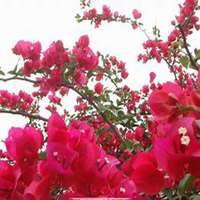 唯美好看三角梅微信头像