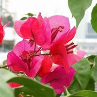 唯美好看三角梅微信头像