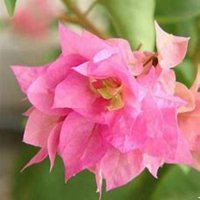 唯美好看三角梅微信头像