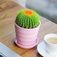 唯美好看仙人球微信头像