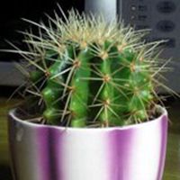 唯美好看仙人球微信头像