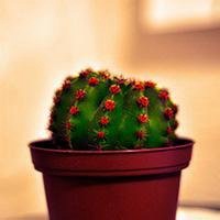 唯美好看仙人球微信头像