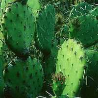 唯美好看仙人球微信头像