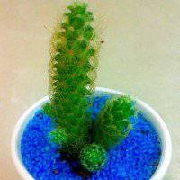 唯美好看仙人球微信头像