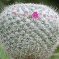 唯美好看仙人球微信头像