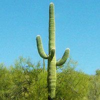 唯美好看仙人球微信头像