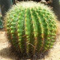 唯美好看仙人球微信头像