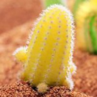 唯美好看仙人球微信头像