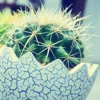 唯美好看仙人球微信头像