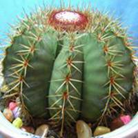 唯美好看仙人球微信头像