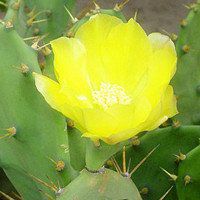 唯美好看仙人球微信头像