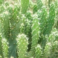 唯美好看仙人球微信头像