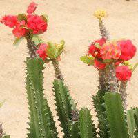 唯美好看仙人球微信头像