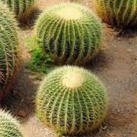 唯美好看仙人球微信头像