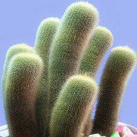 唯美好看仙人球微信头像