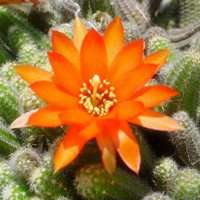 唯美好看仙人球微信头像