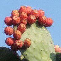 唯美好看仙人球微信头像