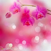 唯美好看兰花微信头像