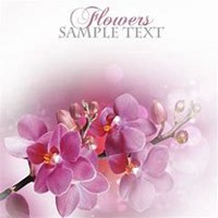 唯美好看兰花微信头像